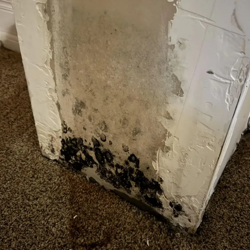 Professional Mold Removal in Tukwila, WA